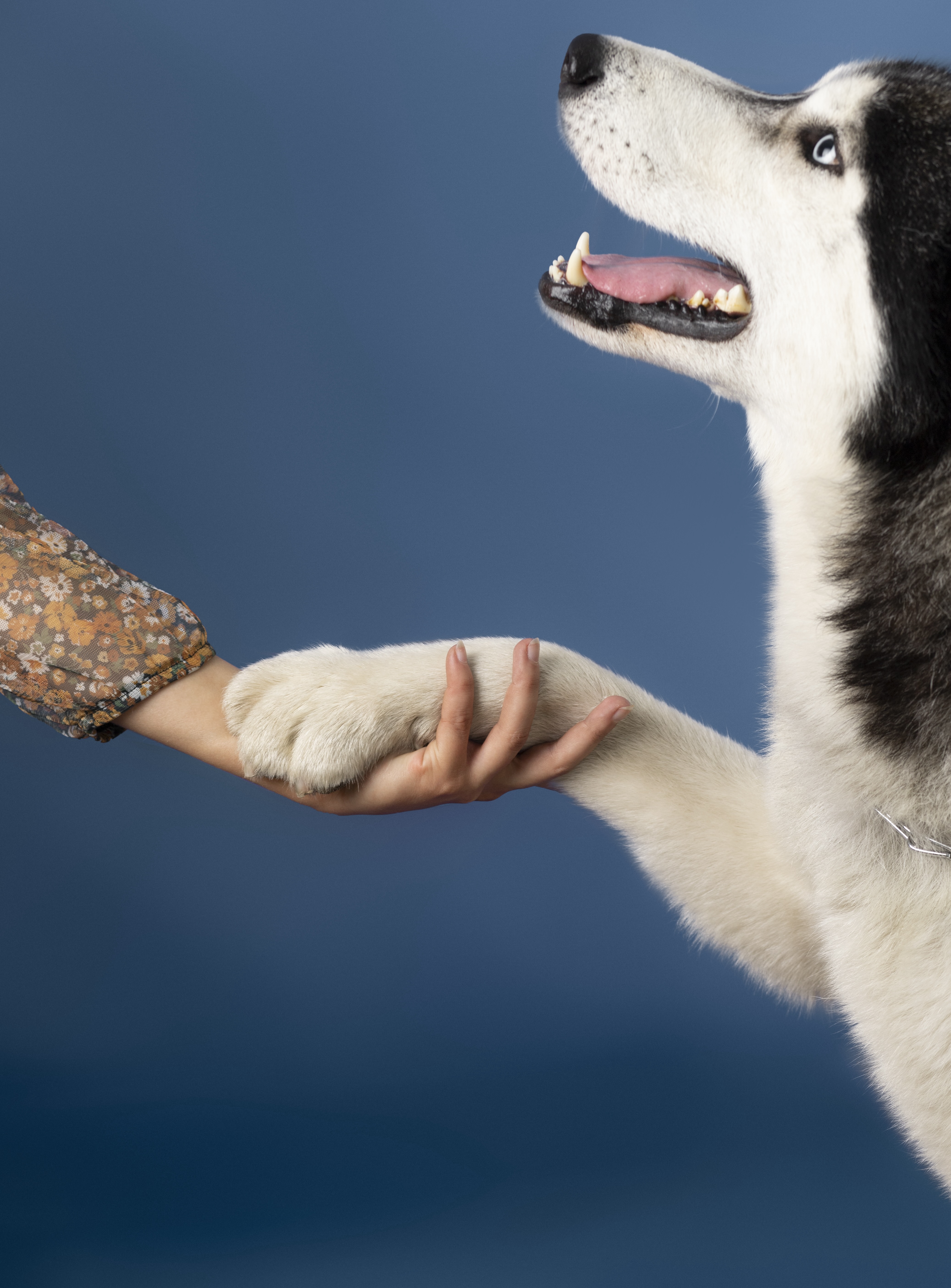 Woof & Meow Grooming dog grooming listing photo